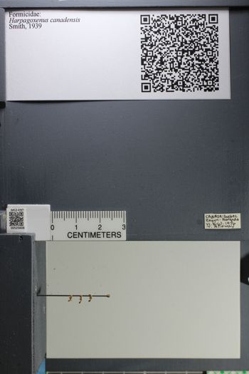 Media type: image;   Entomology 525608